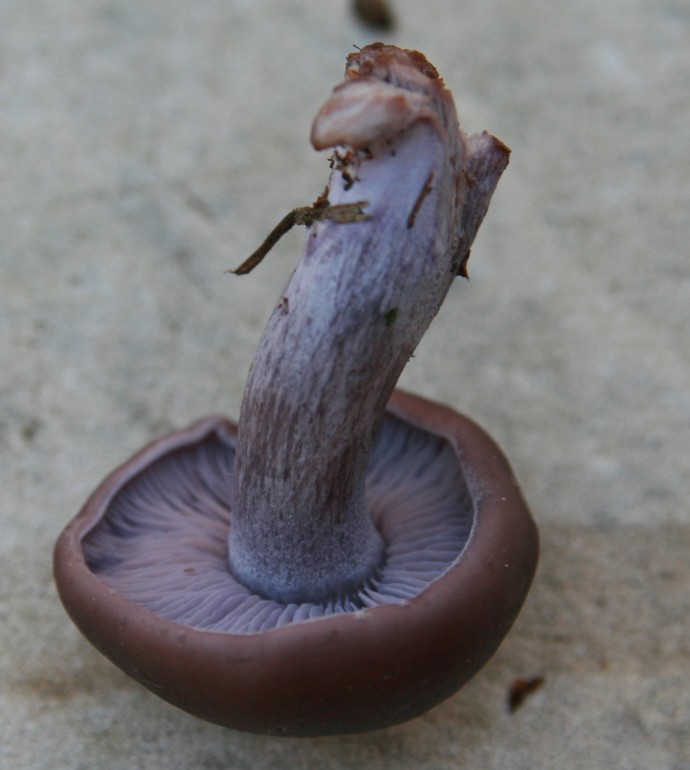 Lepista sordida?